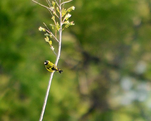 Hooded siskin –  Spinus magellanicus