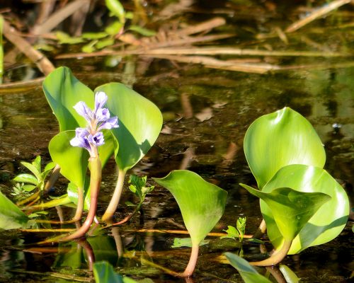 Water hyacinth – Eichhornia crassipes