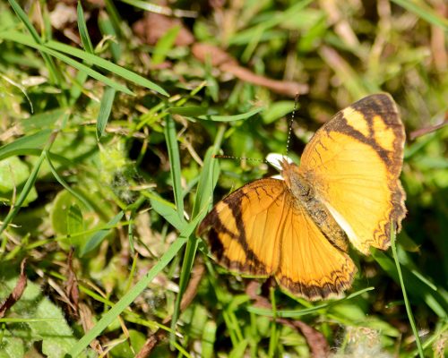 Claudina crescent butterfly – Claudina Tegosa