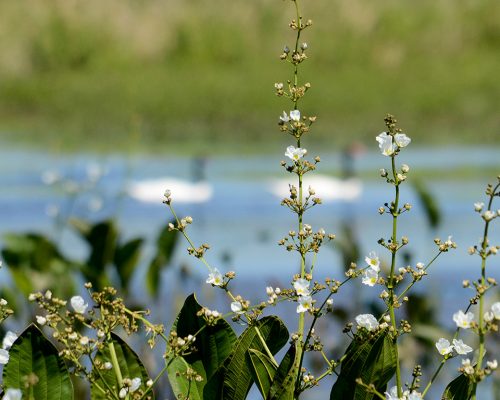 Water plantain – Echinodorus grandiflorus