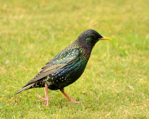 Common starling – Sturnus vulgaris