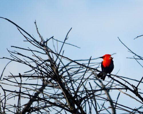Scarlet-headed blackbird – Amblyramphus holosericeus