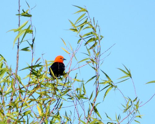 Scarlet-headed blackbird – Amblyramphus holosericeus