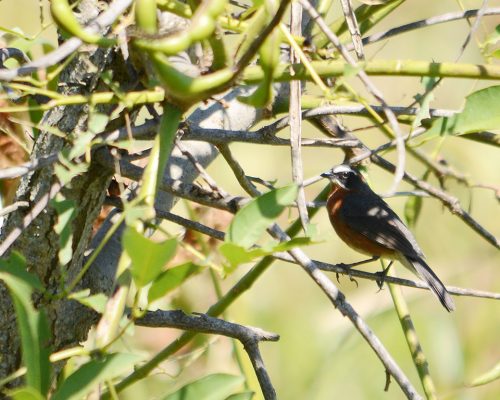 Black-and-rufous warbling finch – Poospiza nigrorufa
