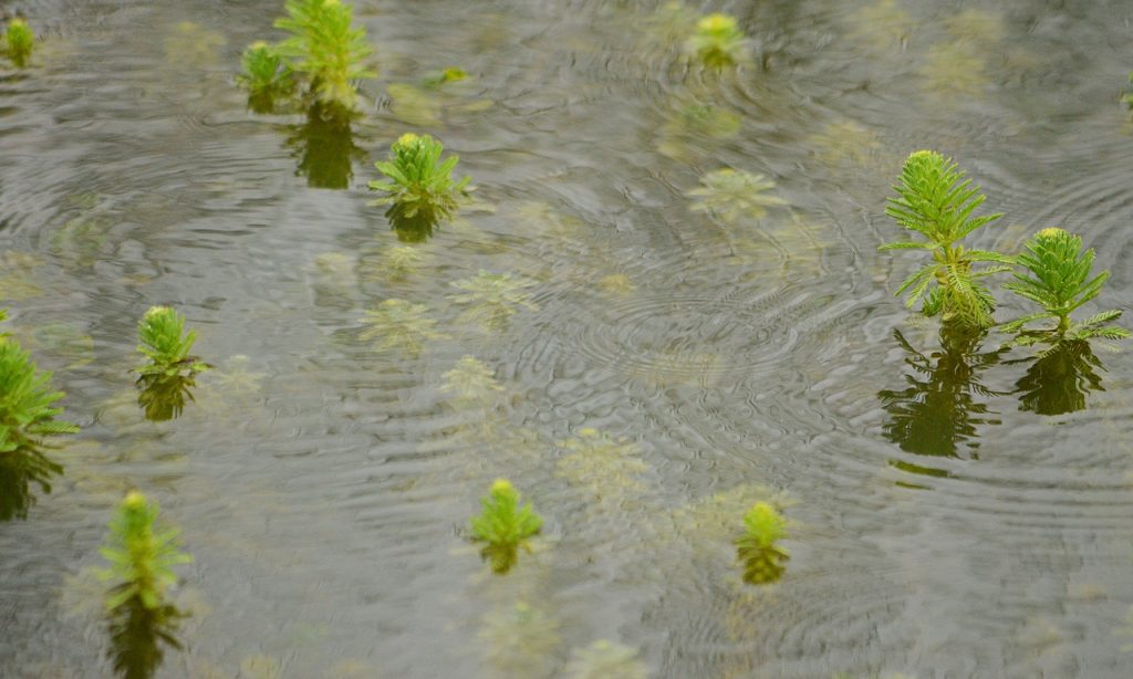 Pinito de agua - Ceratophyllum demersum