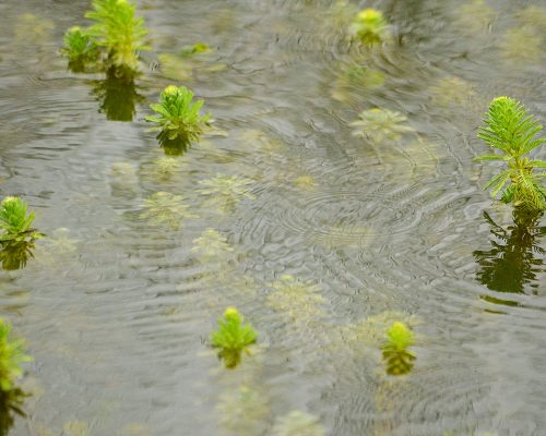 Pinito de agua – Ceratophyllum demersum