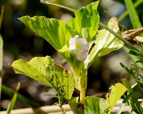 Flor de nacar – Begonia cucullata